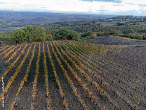 Autumn on vineyards near wine making town Montalcino, Tuscany, rows of grape plants after harvest, Italy