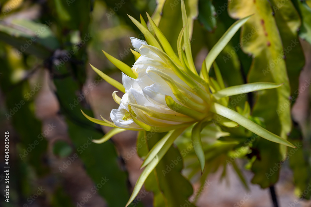 Plantations of blossoming pitahaya pink dragon fruits growing on succulent cacti plants Plantations of blossoming pitahaya pink dragon fruits growing on succulent cacti plants
