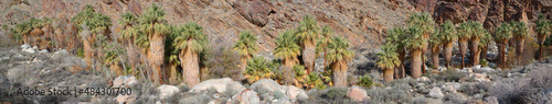 Palm Canyon Panorama - A panoramic view of the palm trees lined up down the canyon - Location:Palm Springs, CA