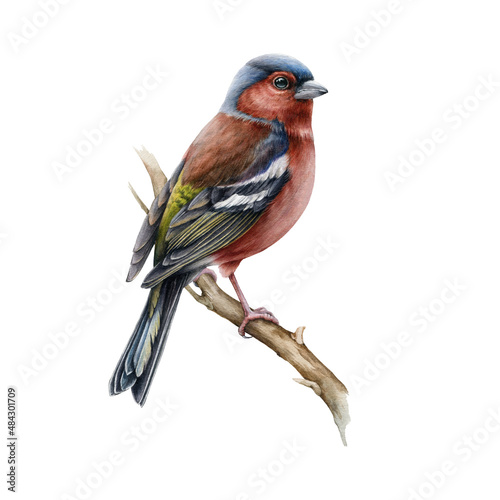 Chaffinch bird realistic watercolor illustration. Hand drawn european small garden and forest avian. Common chaffinch song bird realistic image. Fringilla coelebs male on white background © anitapol