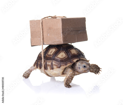 Foto Close-up turtle with shipping box on a back,Slow delivery on turtle
