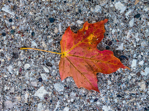 red maple leaf