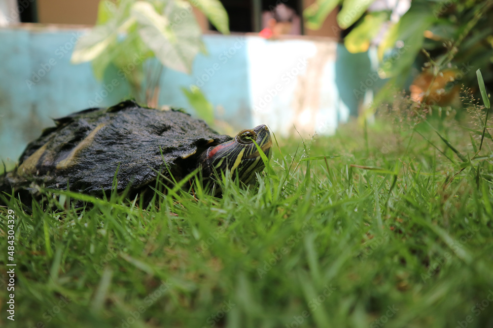 Obraz premium Red-eared slider turtle trachemys scripta walkin on grass. Brazilian turtle macro photography.