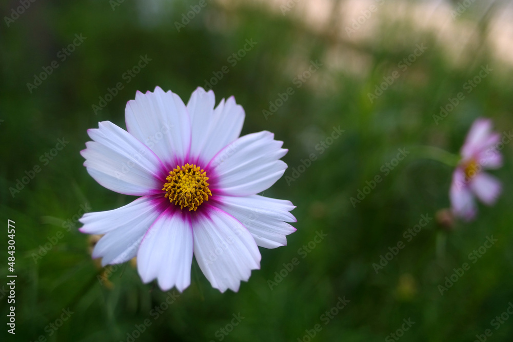 The white cosmos is in full bloom. The white cosmos is in full bloom.