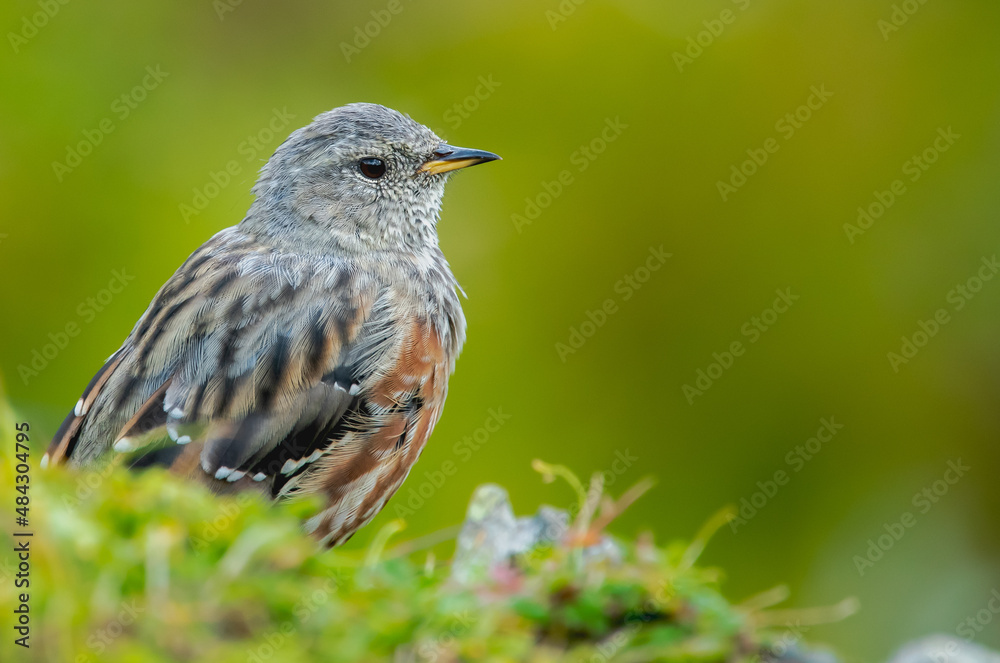 Fototapeta premium prunella collaris