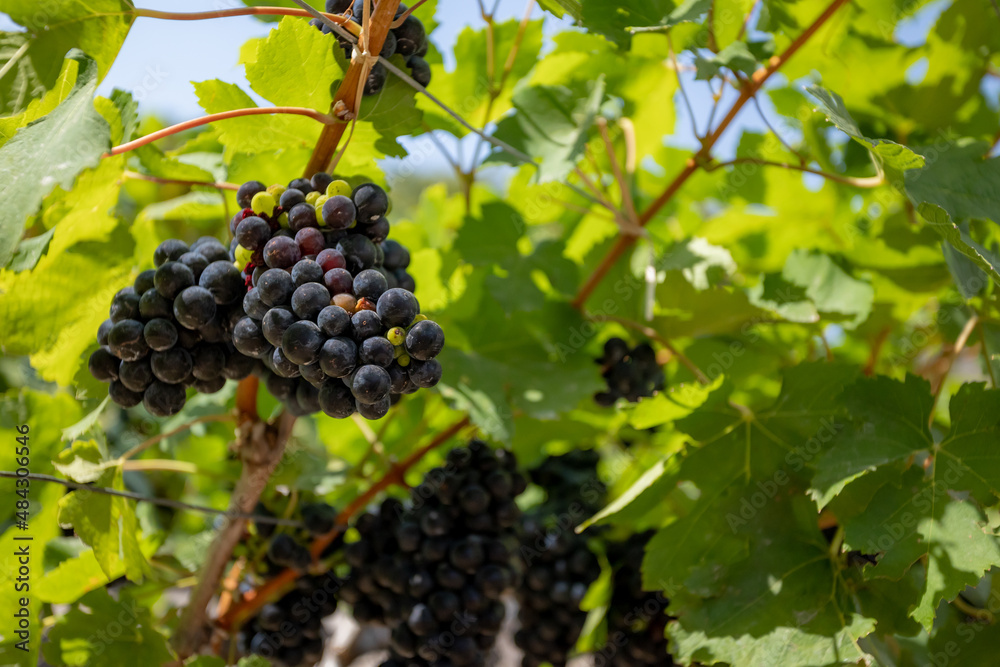 Close up grape on the vine