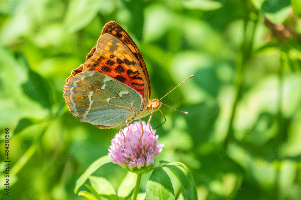 Obraz premium The dark green fritillary butterfly collects nectar on flower. Speyeria aglaja is a species of butterfly in the family Nymphalidae.
