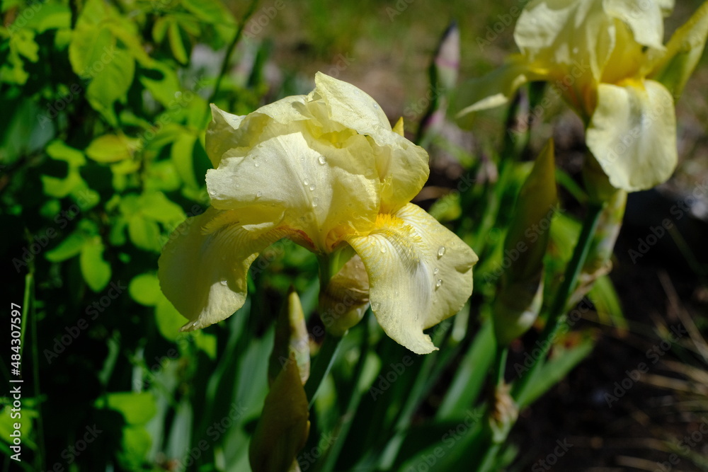 Fototapeta premium Frühling