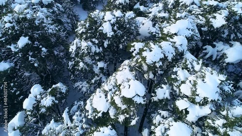 Forest trees covered by snow. Winter season