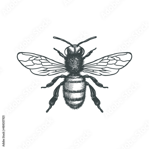 Honey Bee black and white vector illustration. Vector drawing, handrawn, vintage, line art of Honey Bee on white background 1 © Rustic