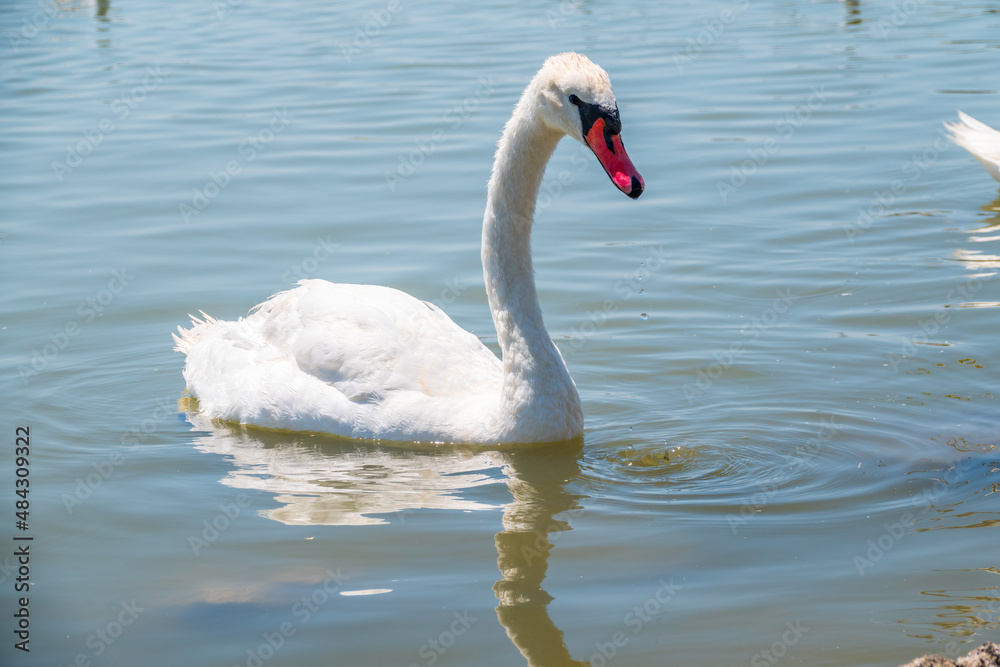 Graceful white Swan swimming in the lake, swans in the wild. Portrait of a white swan swimming on a lake. Graceful white Swan swimming in the lake, swans in the wild. Portrait of a white swan swimming on a lake.