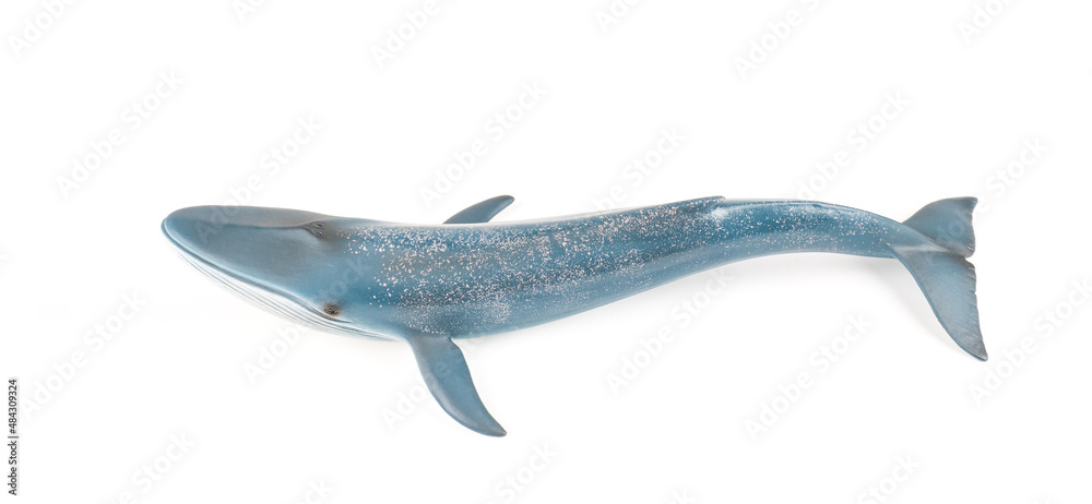 Fototapeta premium Blue Whale on White Background