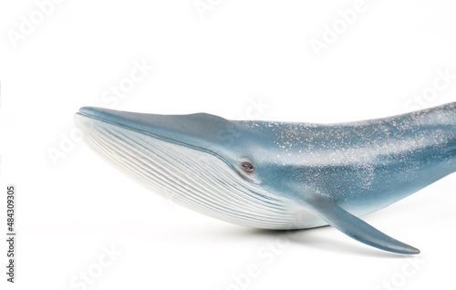 Blue Whale on White Background
