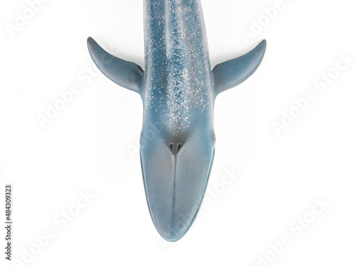 Blue Whale on White Background