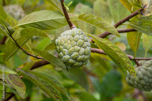 Srikaya or Sugar apple or sweet sop (Annona squamosa), a tropical fruit from the genus Annona
