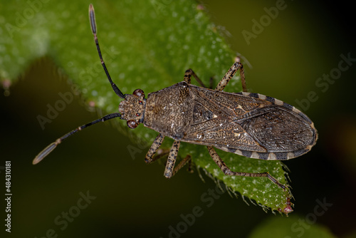 Adult Leaf-footed Bug photo
