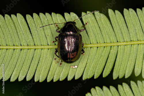 Adult Leaf Beetle photo