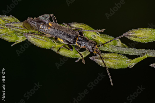 Adult Soldier Beetle photo