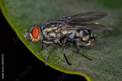 Adult Flesh Fly photo