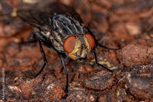 Adult Flesh Fly photo