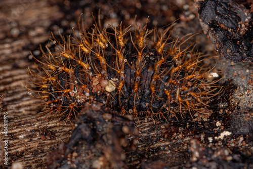 Pleasing Fungus Beetle Larvae photo