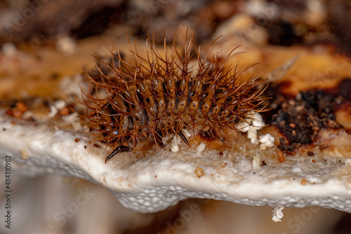 Pleasing Fungus Beetle Larvae photo