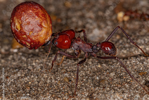 Atta Leaf-cutter Ant photo