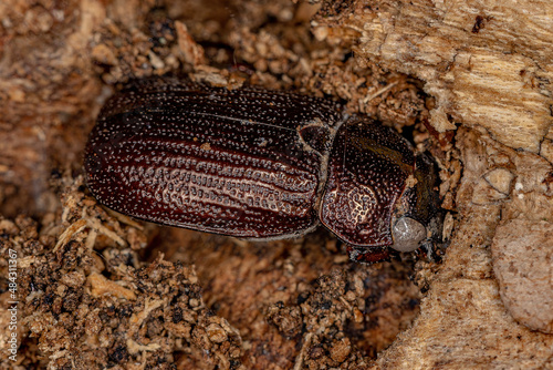 Dead Adult Shining Leaf Chafer Beetle photo