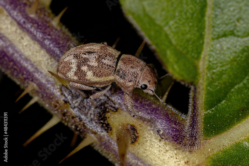 Adult Broad-nosed Weevil photo