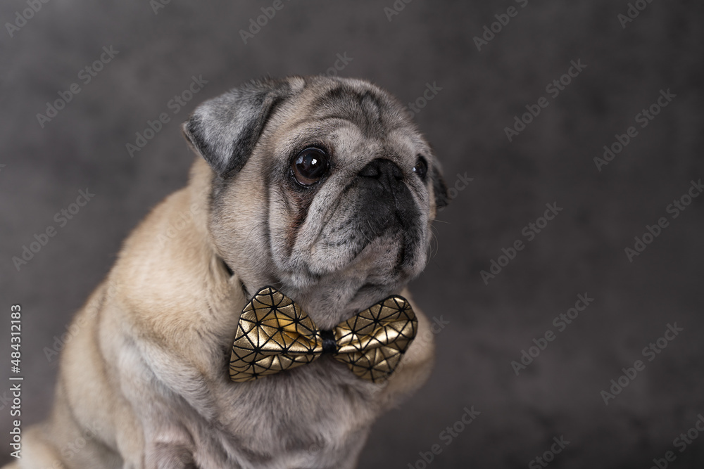 Portrait of a beautiful elderly pug with a bow tie on a gray background