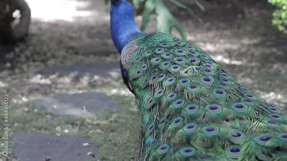 Peacock, o pavo real indio (latín: Pavo cristatus). Un rasgo característico del macho es el fuerte desarrollo de las capas superiores, que se confunden con una cola.