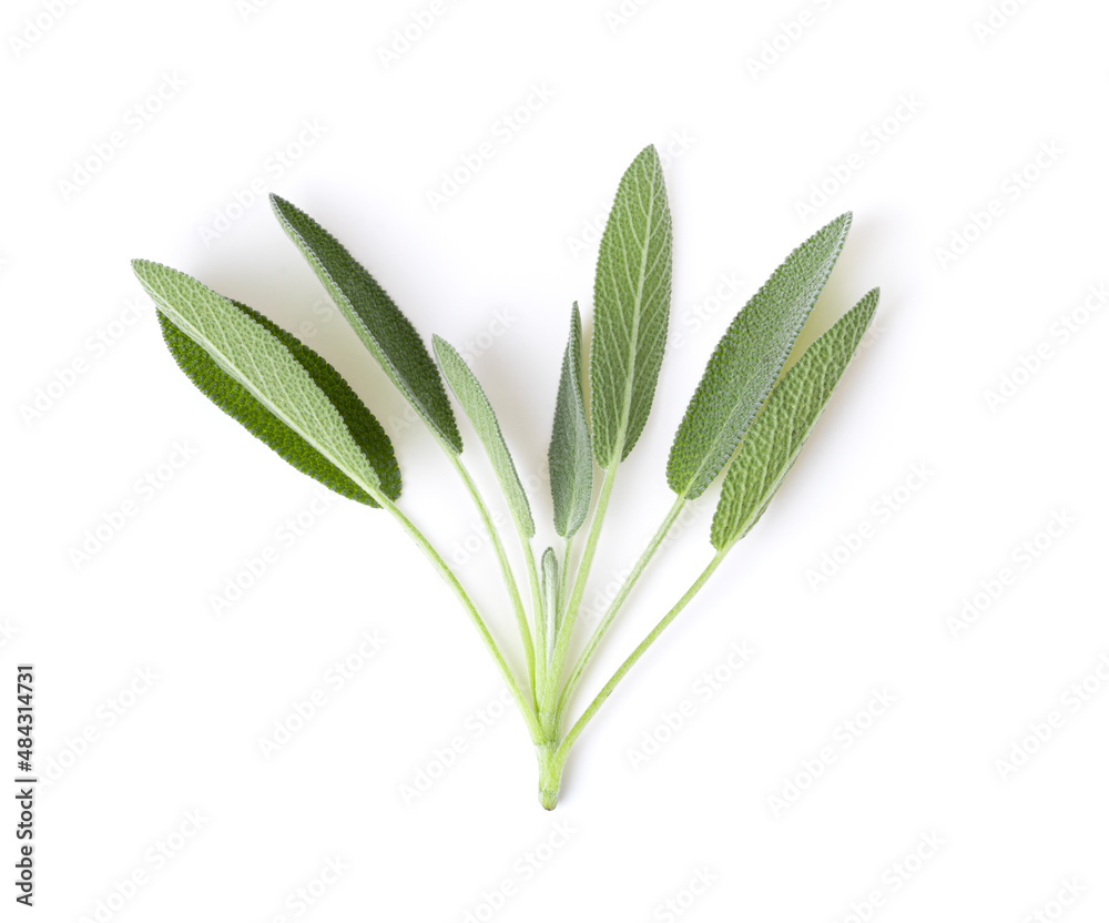Sage herb leaves isolated on white