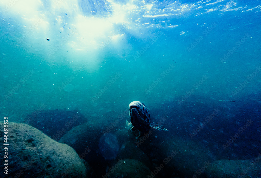 Fototapeta premium 水中撮影 川を上る鮭 北海道増毛町