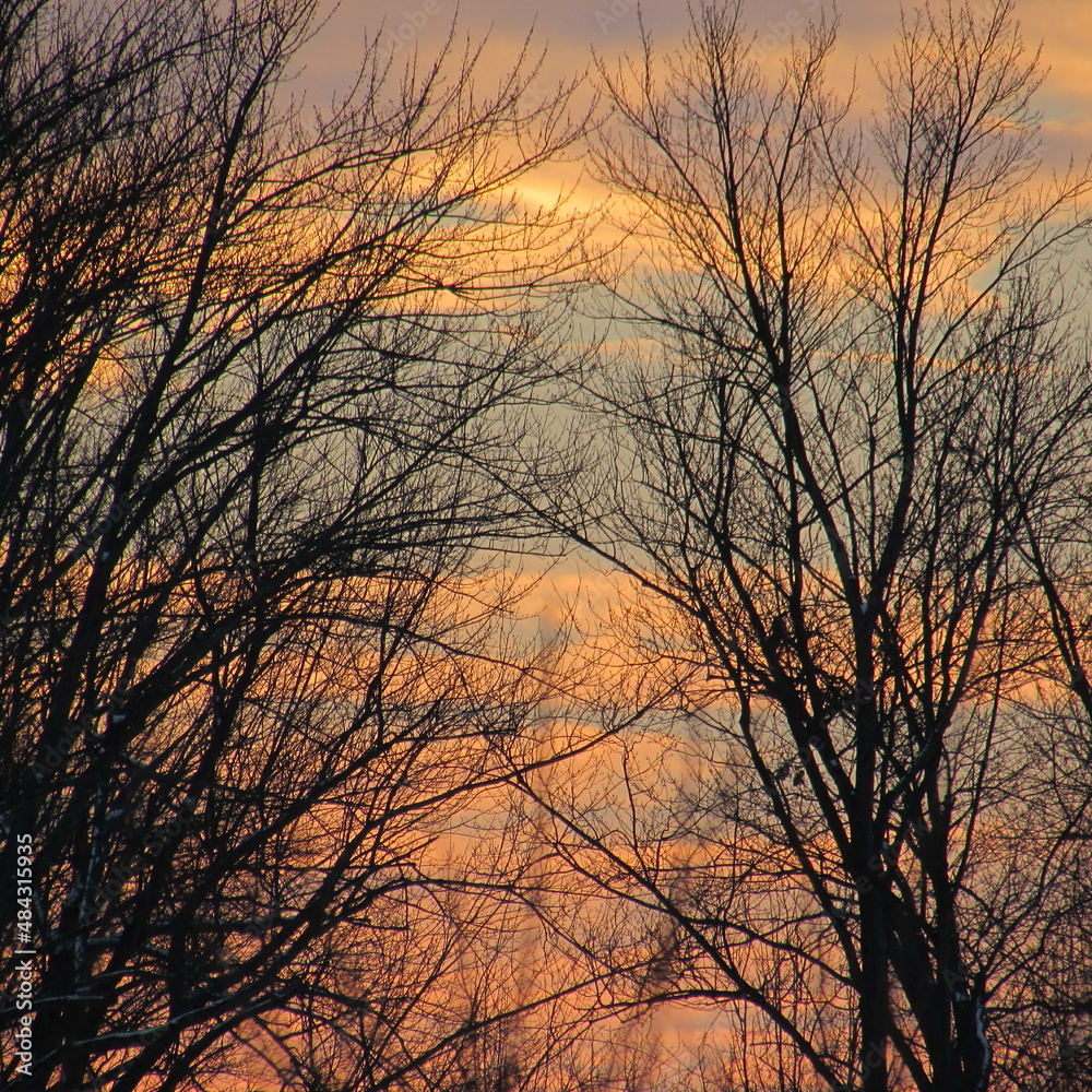 Obraz premium In The Winter Clearing