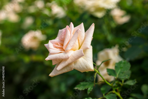 Fototapeta Naklejka Na Ścianę i Meble -  Close up of rose in the garden
