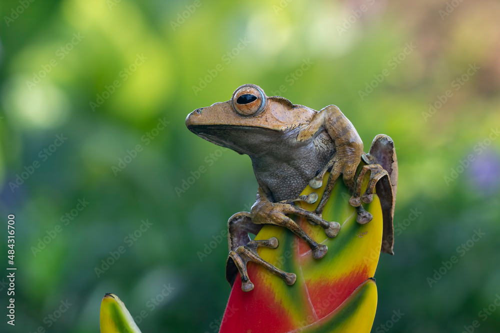 Fototapeta premium Polypedates otilophus front view, tree frog closeup