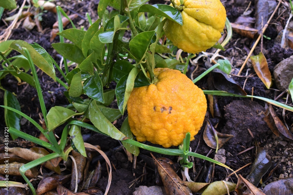 Ripe lemons hanging on a tree with rain drops , Nature background Ripe lemons hanging on a tree with rain drops , Nature background