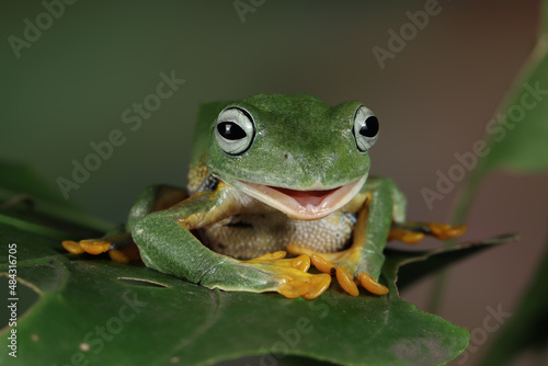 Javan tree frog front view on green leaves, Flying frog sitting on green leaves, Rhacophorus reinwrdtii