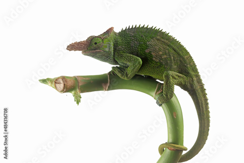 Fischer chameleon closeup with black background  Fischer chameleon closeup