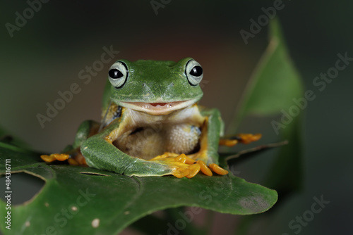 Javan tree frog front view on green leaves, Flying frog sitting on green leaves, Rhacophorus reinwrdtii