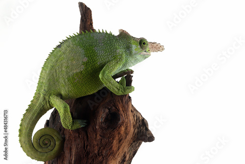 Fischer chameleon closeup with black background  Fischer chameleon closeup