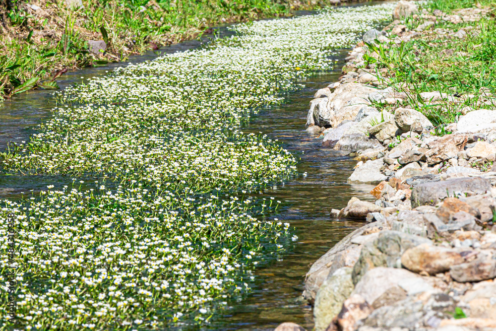 小さくて可愛い梅花藻の花stock Photo Adobe Stock
