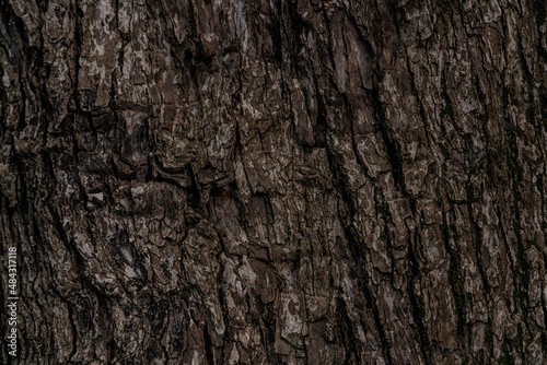 texture background in the form of a tree trunk © Dmitrii