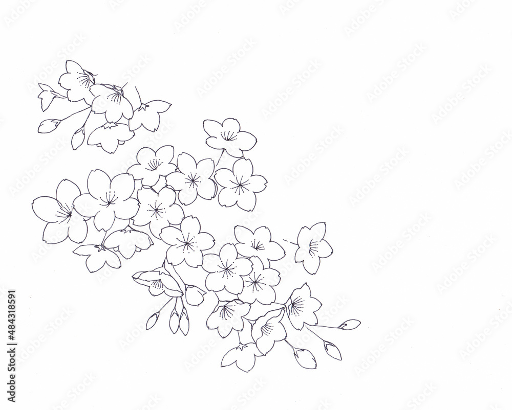 手書きの桜の花 線画 ペン画 Stock Illustration Adobe Stock