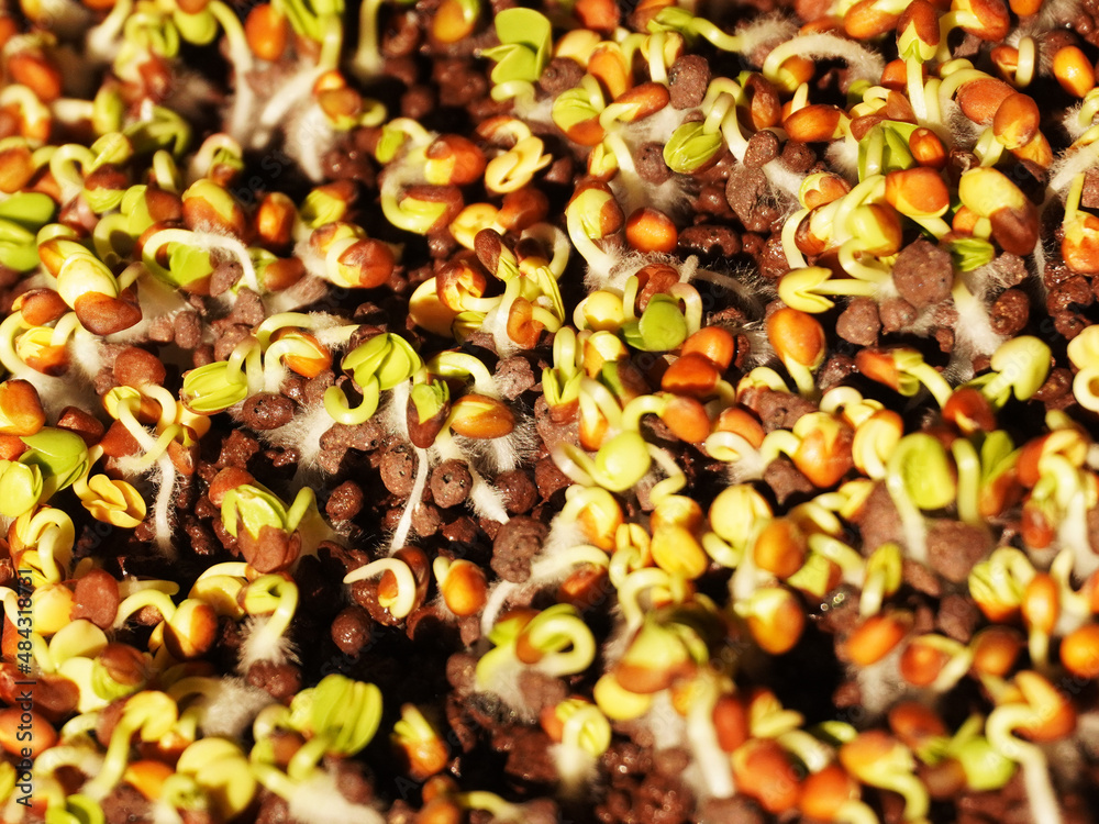 Top view of germinating seeds of radish on LECA (lightweight expanded clay aggregates) Top view of germinating seeds of radish on LECA (lightweight expanded clay aggregates)