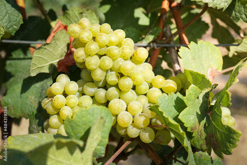 custom made wallpaper toronto digitalView of wine vineyards. Harvest white grapes to make white wine. Properties help inhibit the growth of cancer cells. Help reduce the amount of bad fat. Agricultural concepts.