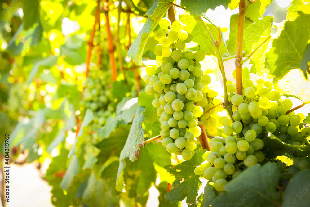 Fototapeta premium View of wine vineyards. Harvest white grapes to make white wine. Properties help inhibit the growth of cancer cells. Help reduce the amount of bad fat. Agricultural concepts.