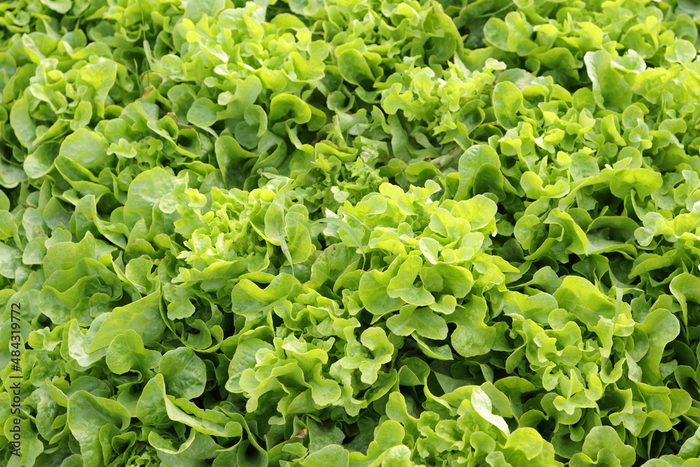 Organic and non-toxic vegetable growing on soil. Vegetable salad farm with beautiful colors, clean, fresh and safe. Organic farming concept. healthy food Organic and non-toxic vegetable growing on soil. Vegetable salad farm with beautiful colors, clean, fresh and safe. Organic farming concept. healthy food