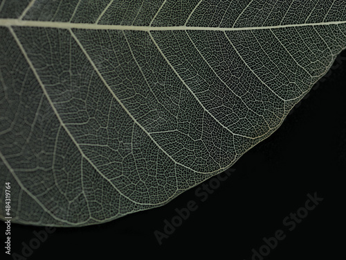 leaf macro