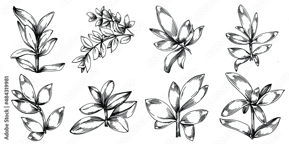 Thyme vector isolated plant with leaves. Herbal engraved style illustration. Detailed organic product sketch.The best for design logo, menu, label, icon, stamp.